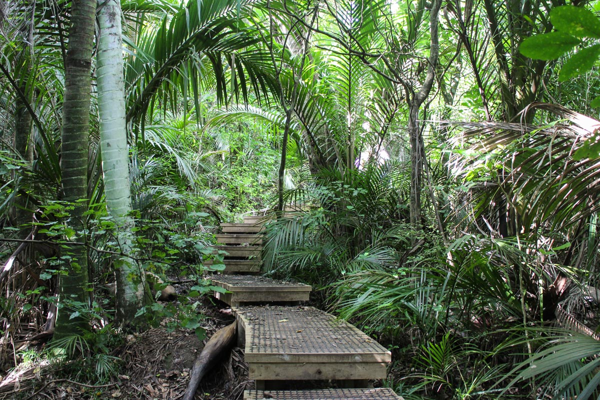 Barry Hadfield Nikau Reserve