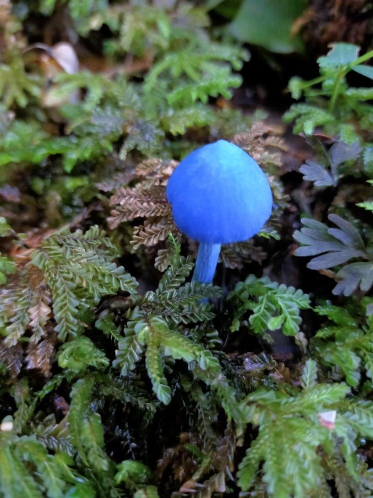 Finding Fungi in Paekākāriki