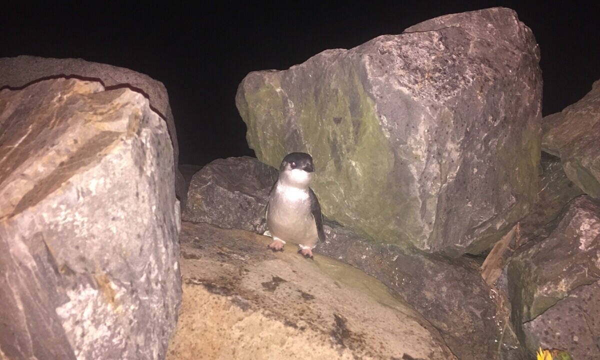 A penguin on the seawall. Photo taken by Paul Callister.